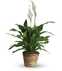 Simply Elegant Spathiphyllum from Westbury Floral Designs in Westbury, NY